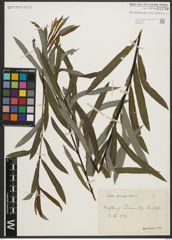 Foto von Salix purpurea L.